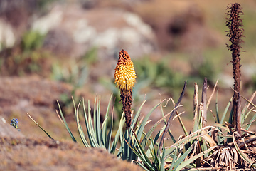 Image showing flower of Kniphofia foliosa, Bale Mountains, Ethiopia