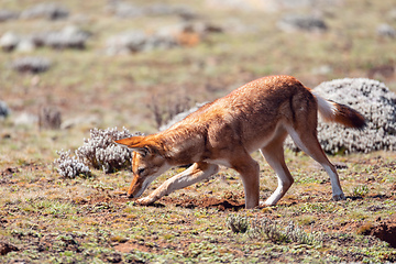 Image showing ethiopian wolf, Canis simensis, Ethiopia