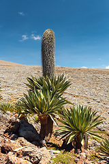 Image showing giant Lobelia in Bale Mountain