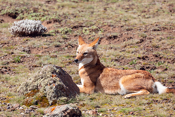 Image showing ethiopian wolf, Canis simensis, Ethiopia