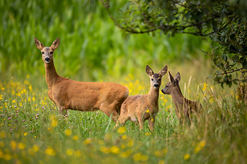 Image showing Row deer family graze on meadow, Czech wildlife