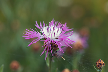 Image showing flower musk thistle, Carduus nutans