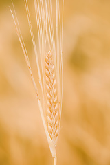 Image showing Wheat fields waiting to be harvest