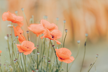 Image showing blooming red poppy flower in summer