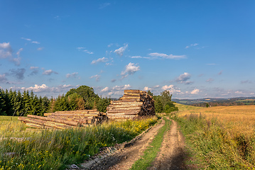 Image showing Piled logs of harvested wood in forest