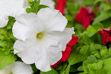 Image showing White Petunia Surfinia Vein