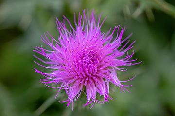 Image showing flower musk thistle, Carduus nutans