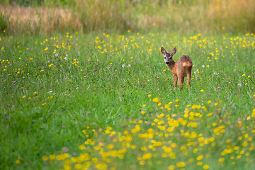 Image showing Row deer baby graze on meadow, Czech wildlife