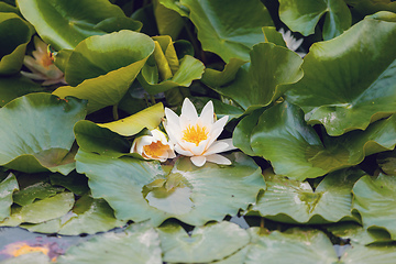 Image showing lotus or water lily flowers