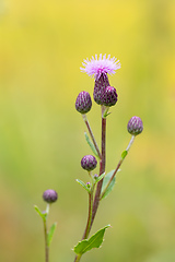 Image showing flower musk thistle, Carduus nutans