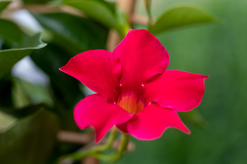 Image showing Flowering red Mandevilla rose Dipladenia