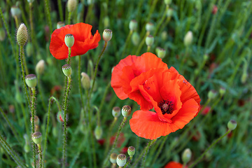 Image showing blooming red poppy flower in summer