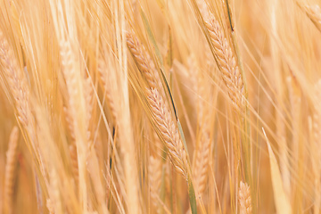 Image showing Wheat fields waiting to be harvest