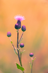 Image showing flower musk thistle, Carduus nutans