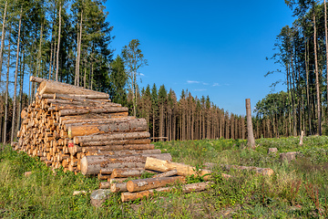 Image showing Piled logs of harvested wood in forest