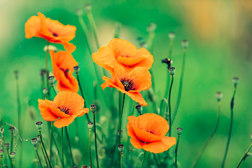 Image showing blooming red poppy flower in summer