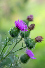 Image showing flower musk thistle, Carduus nutans