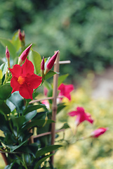 Image showing Flowering red Mandevilla rose Dipladenia