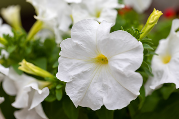 Image showing White Petunia Surfinia Vein