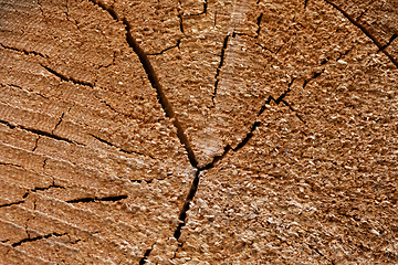 Image showing Spruce wood tree-rings texture