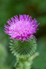 Image showing flower musk thistle, Carduus nutans