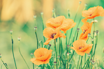 Image showing blooming red poppy flower in summer