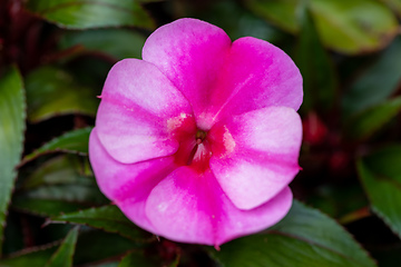 Image showing pink New Guinea impatiens flowers in pots