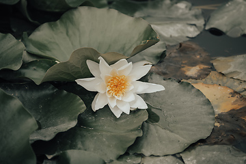 Image showing lotus or water lily flowers