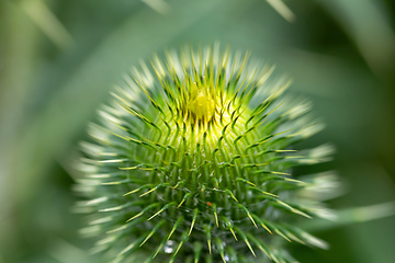 Image showing flower musk thistle, Carduus nutans