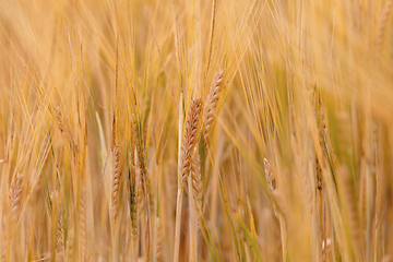 Image showing Wheat fields waiting to be harvest