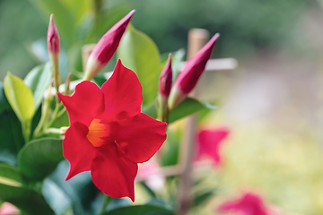 Image showing Flowering red Mandevilla rose Dipladenia