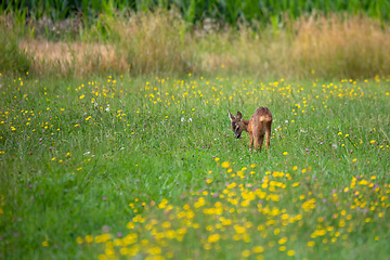 Image showing Row deer baby graze on meadow, Czech wildlife