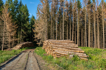 Image showing Piled logs of harvested wood in forest