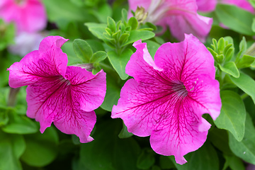 Image showing Petunia Surfinia Pink Vein