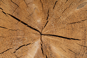Image showing Spruce wood tree-rings texture