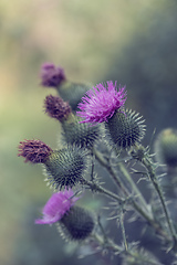 Image showing flower musk thistle, Carduus nutans