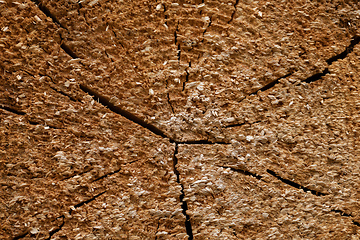 Image showing Spruce wood tree-rings texture