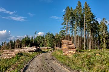 Image showing Piled logs of harvested wood in forest