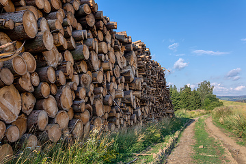 Image showing Piled logs of harvested wood in forest