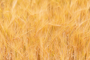 Image showing Wheat fields waiting to be harvest