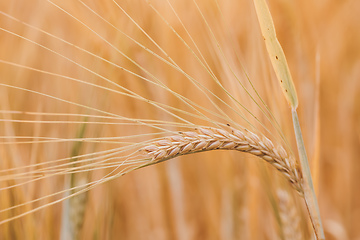 Image showing Wheat fields waiting to be harvest