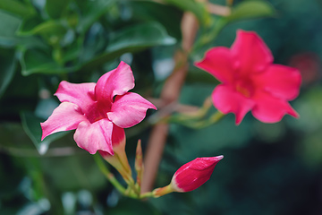 Image showing Flowering red Mandevilla rose Dipladenia