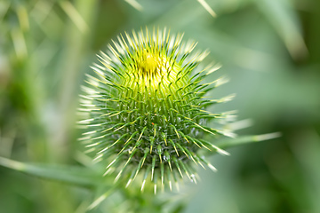 Image showing flower musk thistle, Carduus nutans