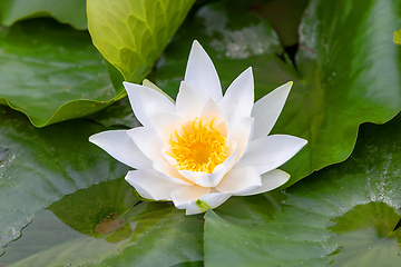 Image showing lotus or water lily flowers