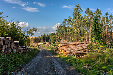 Image showing Piled logs of harvested wood in forest