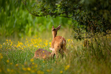 Image showing Row deer family graze on meadow, Czech wildlife