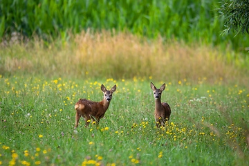 Image showing Row deer baby graze on meadow, Czech wildlife