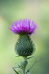 Image showing flower musk thistle, Carduus nutans