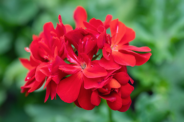 Image showing red flowers Pelargonium