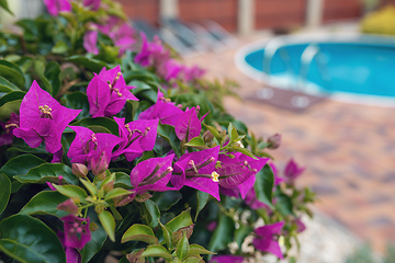 Image showing Violet bougainvillea flowers bloom